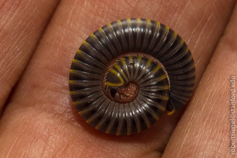 millipede